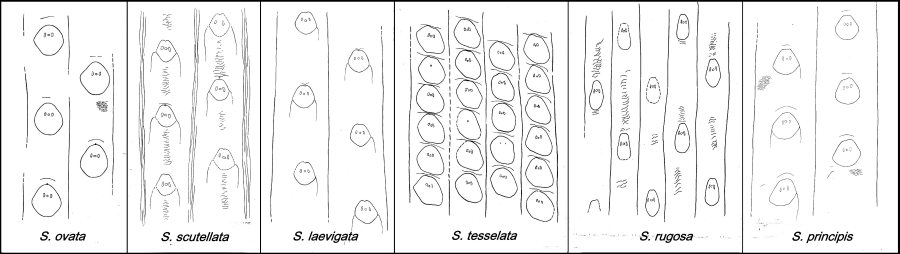 Soorten van Sigillaria